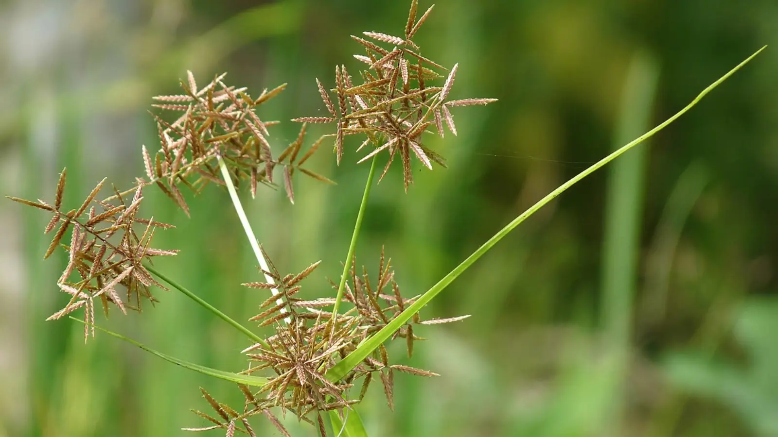 Como Identificar e Controlar Plantas Daninhas Tiririca em Seu Jardim