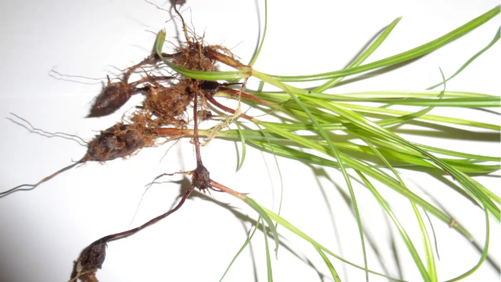 Como Identificar e Controlar Plantas Daninhas Tiririca em Seu Jardim