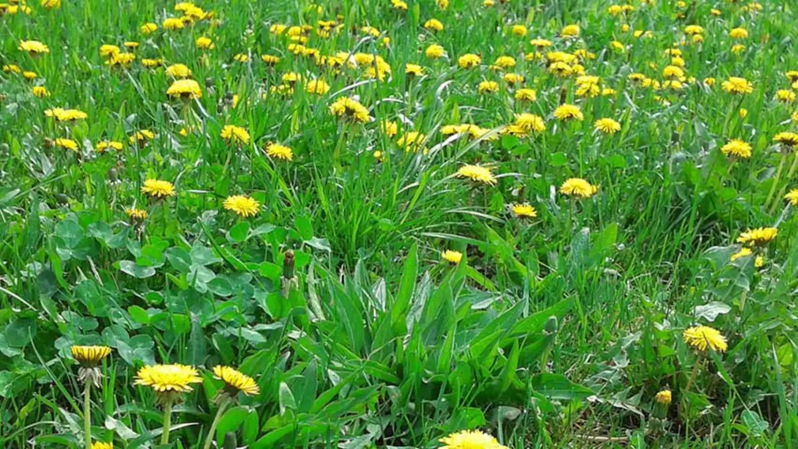 Como Controlar o Crescimento de Ervas Daninhas no Seu Jardim